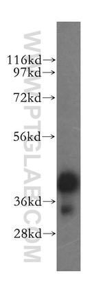 ERLIN1 Antibody in Western Blot (WB)