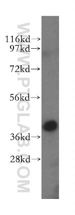 ERLIN1 Antibody in Western Blot (WB)