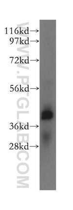 ERLIN1 Antibody in Western Blot (WB)