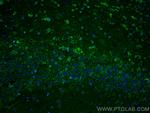 PLD3 Antibody in Immunohistochemistry (PFA fixed) (IHC (PFA))