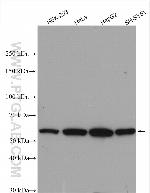 PLD3 Antibody in Western Blot (WB)