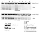 PLD3 Antibody in Western Blot (WB)