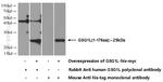 GSG1L Antibody in Western Blot (WB)