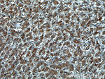 Cytokeratin 20 Antibody in Immunohistochemistry (Paraffin) (IHC (P))