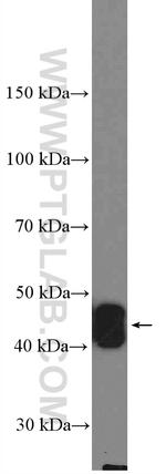 Cytokeratin 20 Antibody in Western Blot (WB)