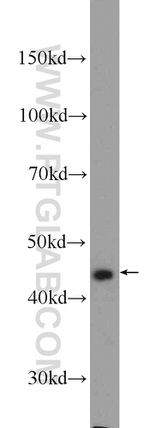 Cytokeratin 20 Antibody in Western Blot (WB)