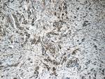 Pepsinogen I Antibody in Immunohistochemistry (Paraffin) (IHC (P))