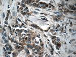 Pepsinogen I Antibody in Immunohistochemistry (Paraffin) (IHC (P))