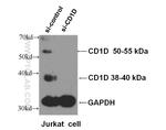 CD1d Antibody in Western Blot (WB)