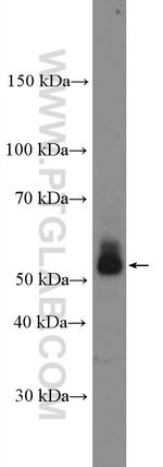 CD1d Antibody in Western Blot (WB)