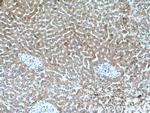 C1R Antibody in Immunohistochemistry (Paraffin) (IHC (P))