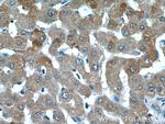 C1R Antibody in Immunohistochemistry (Paraffin) (IHC (P))