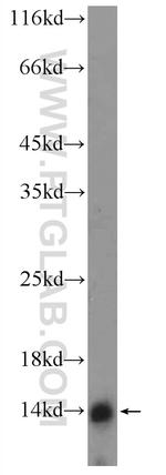 LY6D Antibody in Western Blot (WB)