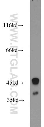 ZnT3 Antibody in Western Blot (WB)