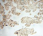 SNRPA1 Antibody in Immunohistochemistry (Paraffin) (IHC (P))