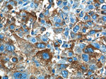 PADI4 Antibody in Immunohistochemistry (Paraffin) (IHC (P))
