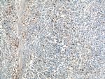 PADI4 Antibody in Immunohistochemistry (Paraffin) (IHC (P))