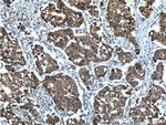 PADI4 Antibody in Immunohistochemistry (Paraffin) (IHC (P))