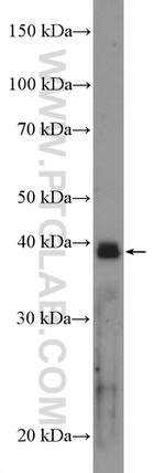 MAPK11 Antibody in Western Blot (WB)