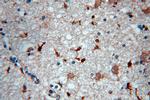 MAPK11 Antibody in Immunohistochemistry (Paraffin) (IHC (P))