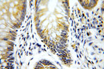 PIGZ Antibody in Immunohistochemistry (Paraffin) (IHC (P))