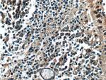 NRL Antibody in Immunohistochemistry (Paraffin) (IHC (P))