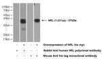 NRL Antibody in Western Blot (WB)