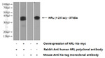 NRL Antibody in Western Blot (WB)