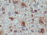 ALDH1L1 Antibody in Immunohistochemistry (Paraffin) (IHC (P))