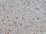 ALDH1L1 Antibody in Immunohistochemistry (Paraffin) (IHC (P))