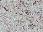 ALDH1L1 Antibody in Immunohistochemistry (Paraffin) (IHC (P))