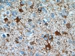 ALDH1L1 Antibody in Immunohistochemistry (Paraffin) (IHC (P))