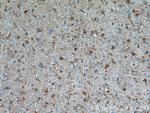 ALDH1L1 Antibody in Immunohistochemistry (Paraffin) (IHC (P))