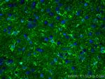 ALDH1L1 Antibody in Immunohistochemistry (PFA fixed) (IHC (PFA))