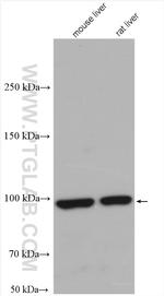 ALDH1L1 Antibody in Western Blot (WB)