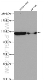 ALDH1L1 Antibody in Western Blot (WB)