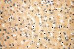 AlaRS Antibody in Immunohistochemistry (Paraffin) (IHC (P))