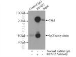 RPAP2 Antibody in Immunoprecipitation (IP)