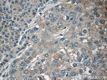 CXCL12/SDF-1 Antibody in Immunohistochemistry (Paraffin) (IHC (P))