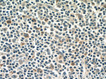 CXCL12/SDF-1 Antibody in Immunohistochemistry (Paraffin) (IHC (P))