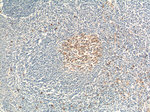 CXCL12/SDF-1 Antibody in Immunohistochemistry (Paraffin) (IHC (P))