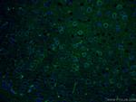 PLCL2 Antibody in Immunohistochemistry (Paraffin) (IHC (P))