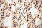 CD33 Antibody in Immunohistochemistry (Paraffin) (IHC (P))