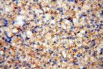 CD33 Antibody in Immunohistochemistry (Paraffin) (IHC (P))