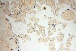 CD33 Antibody in Immunohistochemistry (Paraffin) (IHC (P))