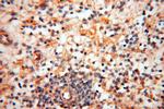 CD33 Antibody in Immunohistochemistry (Paraffin) (IHC (P))