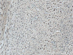 MAGT1 Antibody in Immunohistochemistry (Paraffin) (IHC (P))