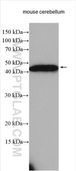 MAGT1 Antibody in Western Blot (WB)