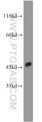 MAGT1 Antibody in Western Blot (WB)