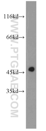 MAGT1 Antibody in Western Blot (WB)